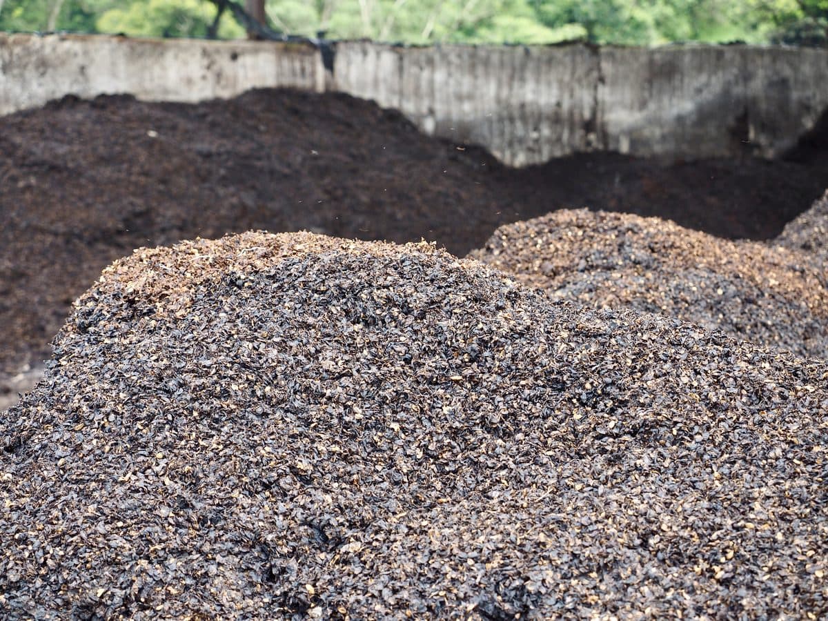 A mound of fermenting coffee pulp at a wet mill, the other major coffee residue