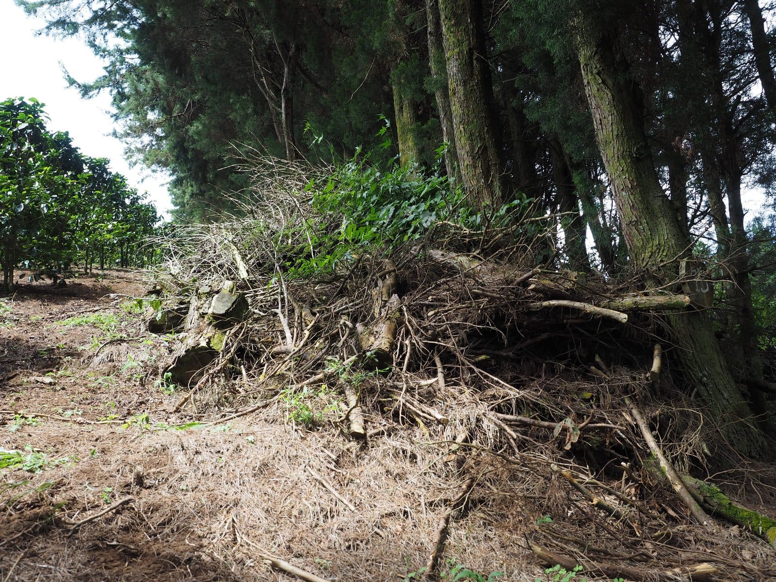 Piles of coffee pruning residue at the edge of a farm plot