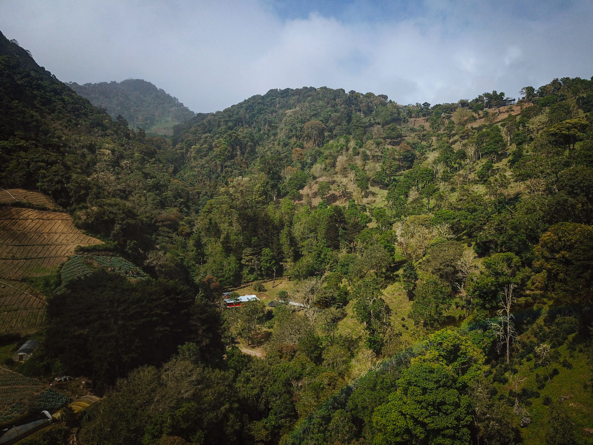 Aerial view of Finca Sophia, a high-altitude coffee farm in Volcán, Panama